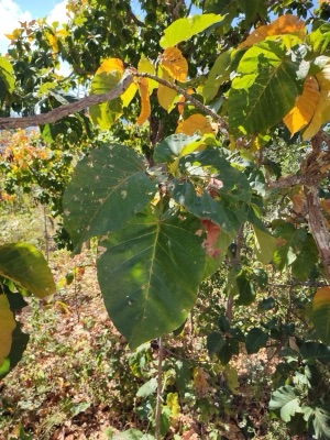 mai tueng: phluang (Dipterocarpus tuberculatus)