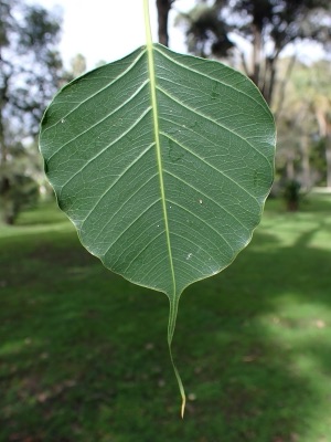 mai sali: a bodhi (pho) leaf