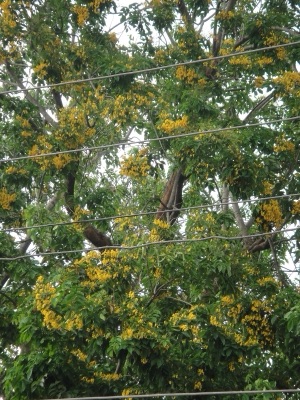 mai du: pradu (Pterocarpus)