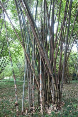 mai lai: rai bamboo