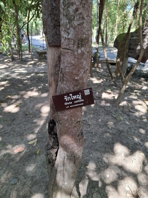 mai hak: the lacquer tree (rak)