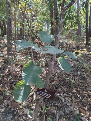 mai pao: rang (Shorea siamensis)