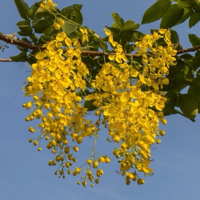 mai lom laeng: golden shower (ratchaphruek)
