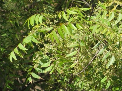 mai saliam: neem (sadao)
