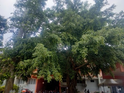 mai hai: sai, a fig tree