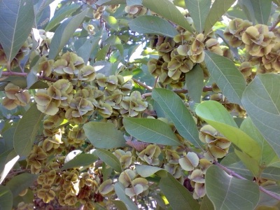 mai phaeng: sakae (Combretum quadrangulare)