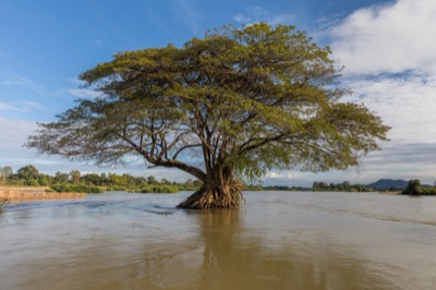 mai samsa: rain tree (chamchuri)