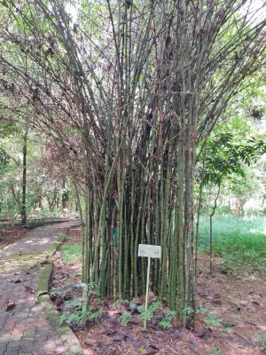mai sang: sang bamboo