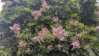 mai puai: tabaek (Lagerstroemia)