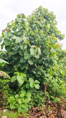 mai sak: teak