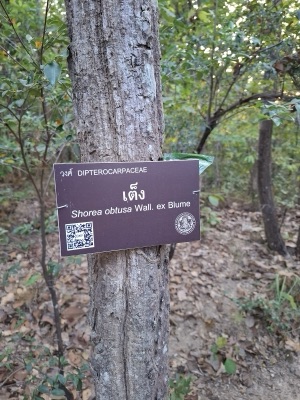 mai ngae: teng (Shorea obtusa)
