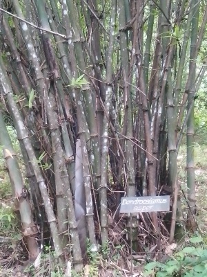 mai hok: giant bamboo (phai tong)