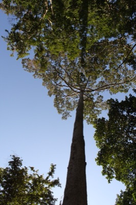 mai yang: yang na (Dipterocarpus alatus)